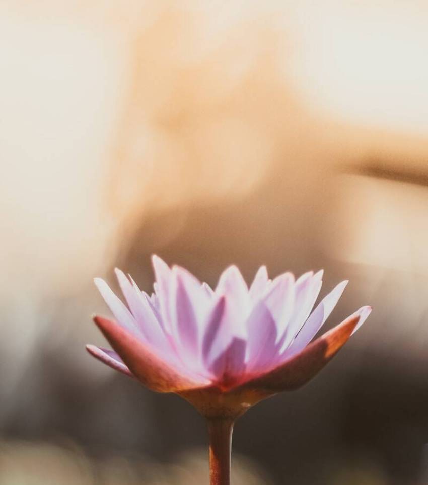 shallow focus photography of purple flower